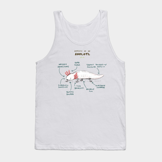 Anatomy of an Axolotl
